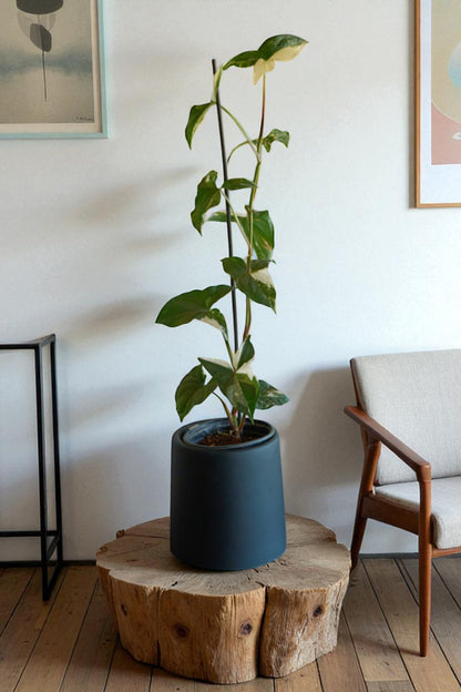 Syngonio Variegado