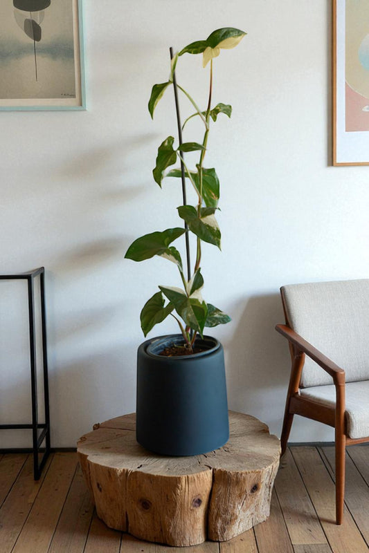 Syngonio Variegado