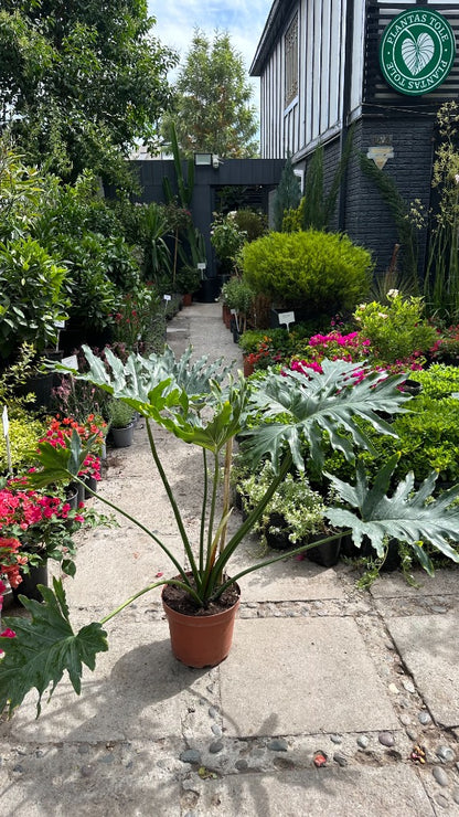 Philodendro Paraguayo