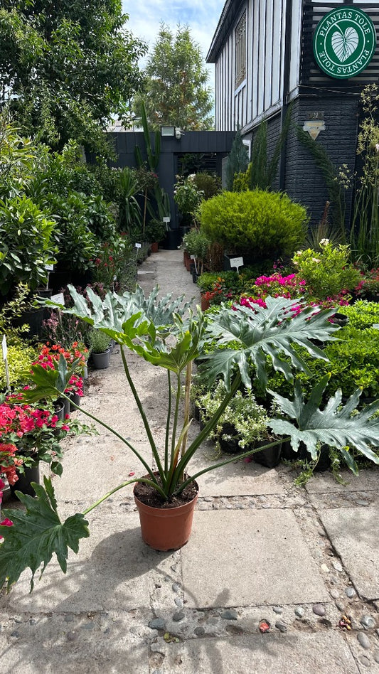 Philodendro Paraguayo