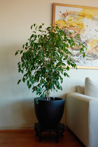 Ficus Benjamina