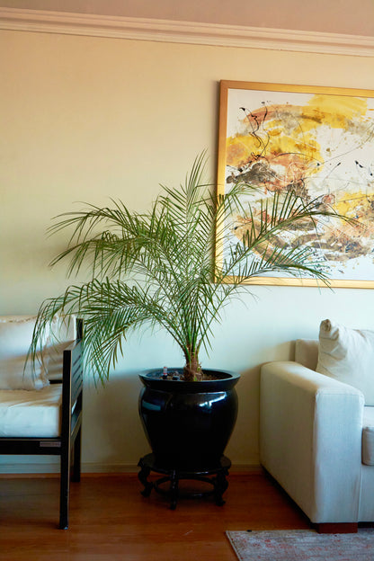 Palmera Fénix Robellini