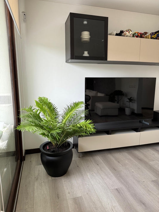 Helecho Blechnum Silver Lady