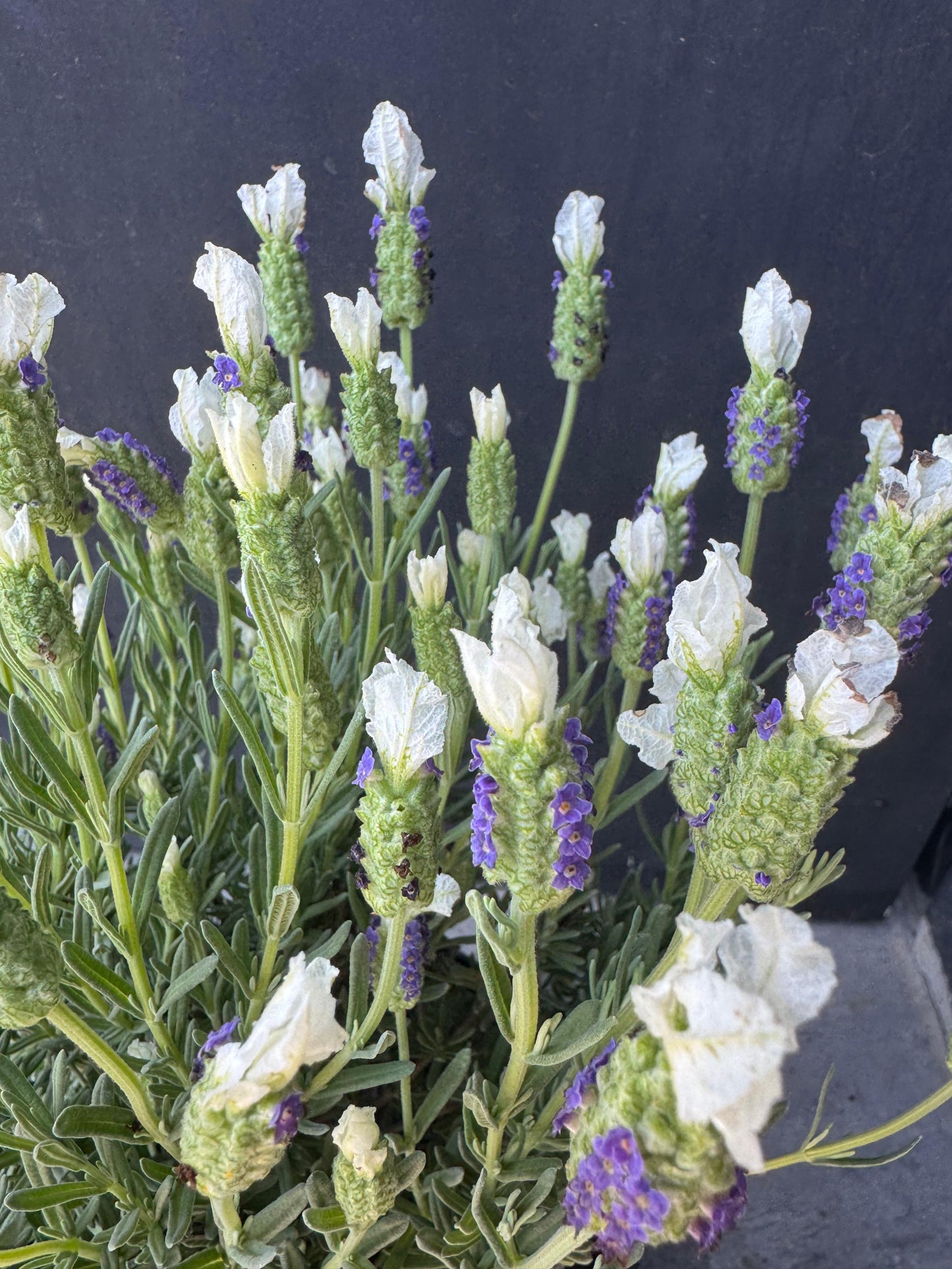 Lavanda Stoecha Blanca