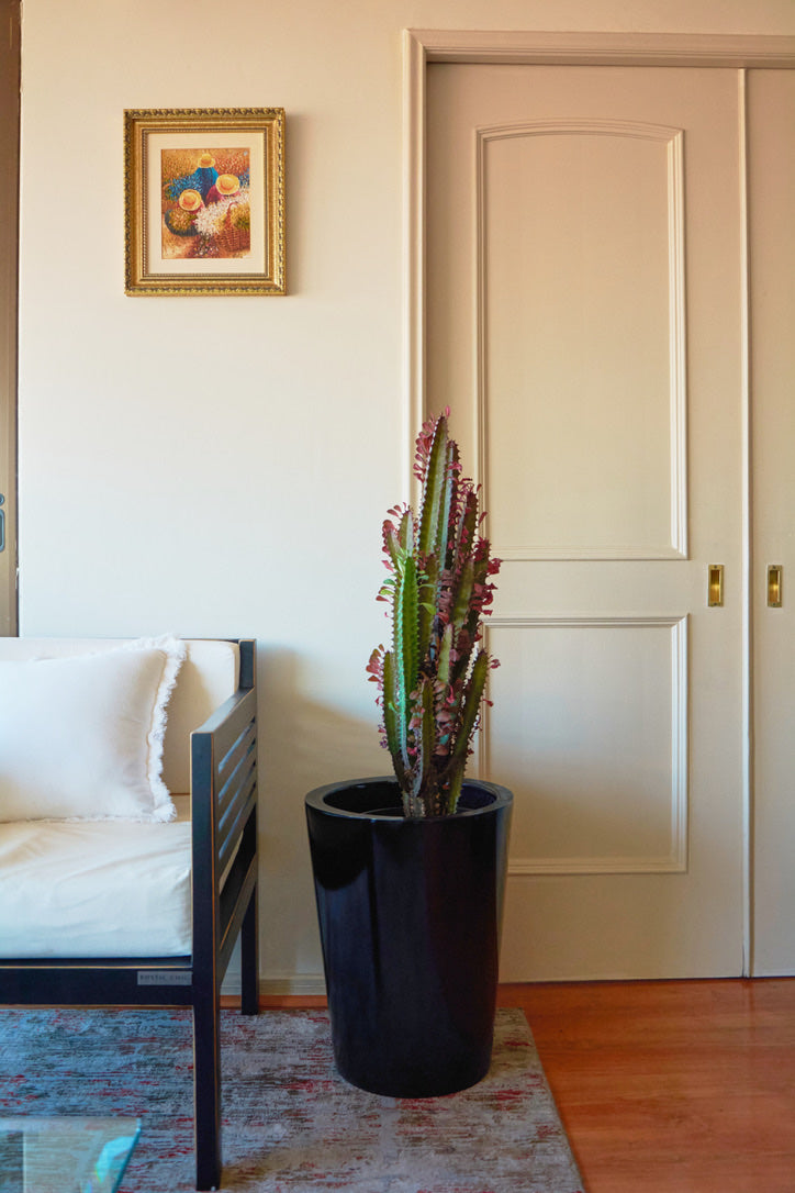 Euphorbia Trigona
