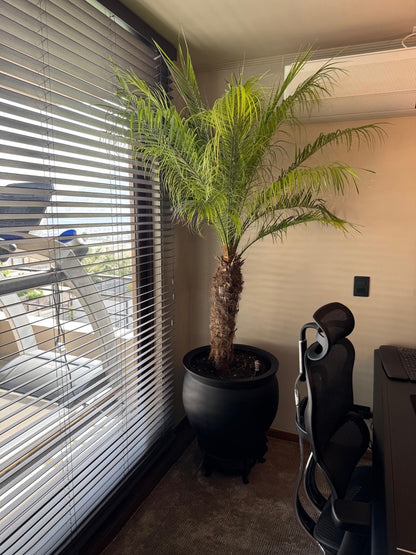Palmera Fénix Robellini