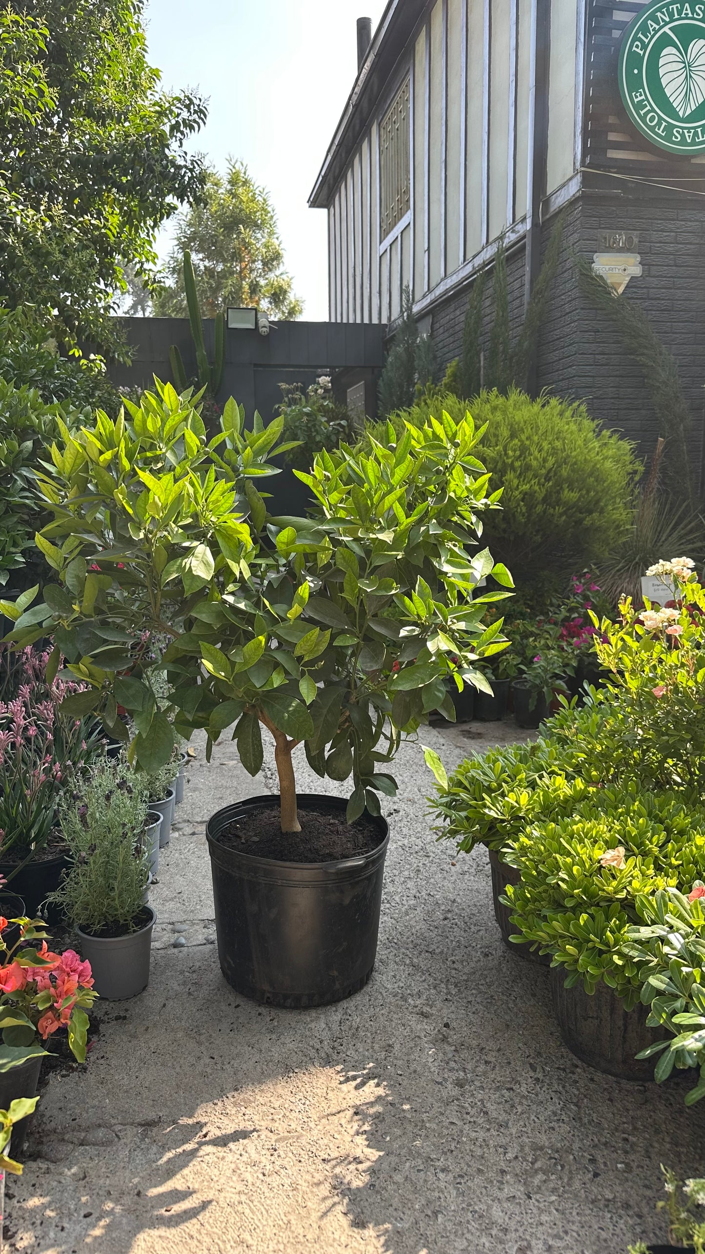 Naranjo Cara Cara (M)