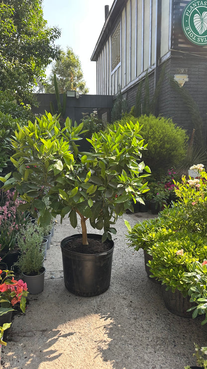 Naranjo Cara Cara (M)