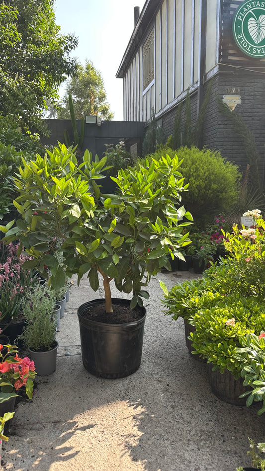 Naranjo Cara Cara (M)