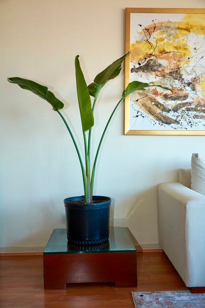 Strelitzia Nicolai