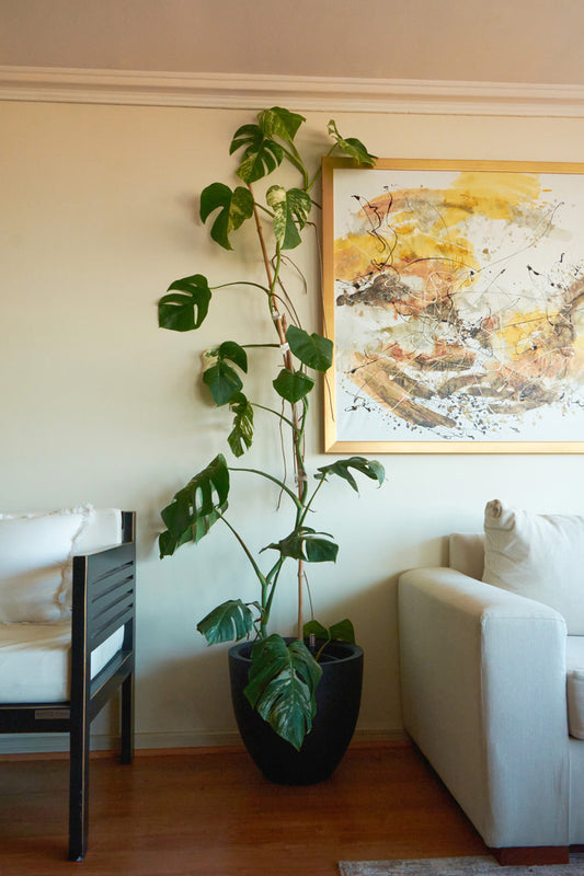 Monstera Variegada