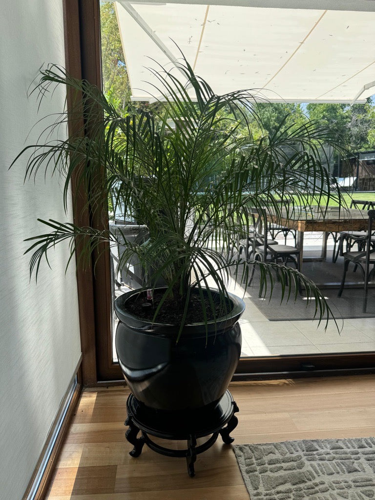 Palmera Fénix Robellini
