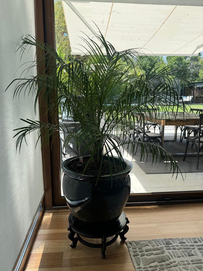 Palmera Fénix Robellini