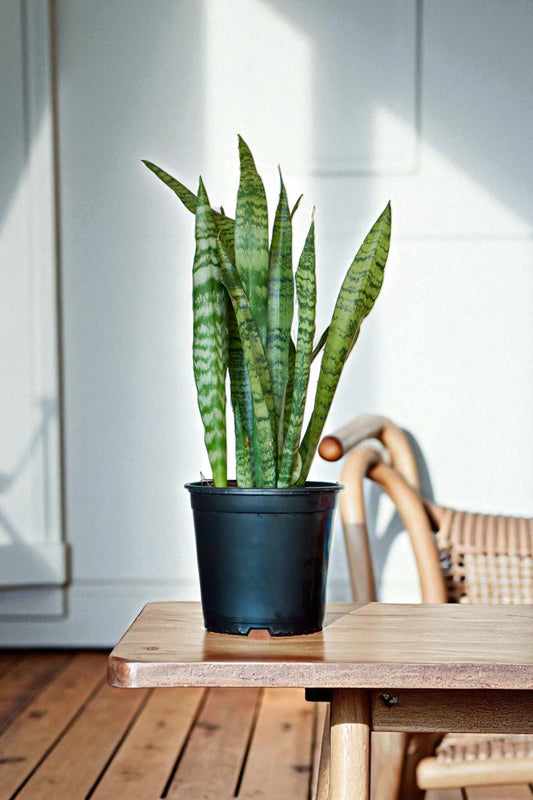 Sansevieria Zeylanica - Sansevieria Verde