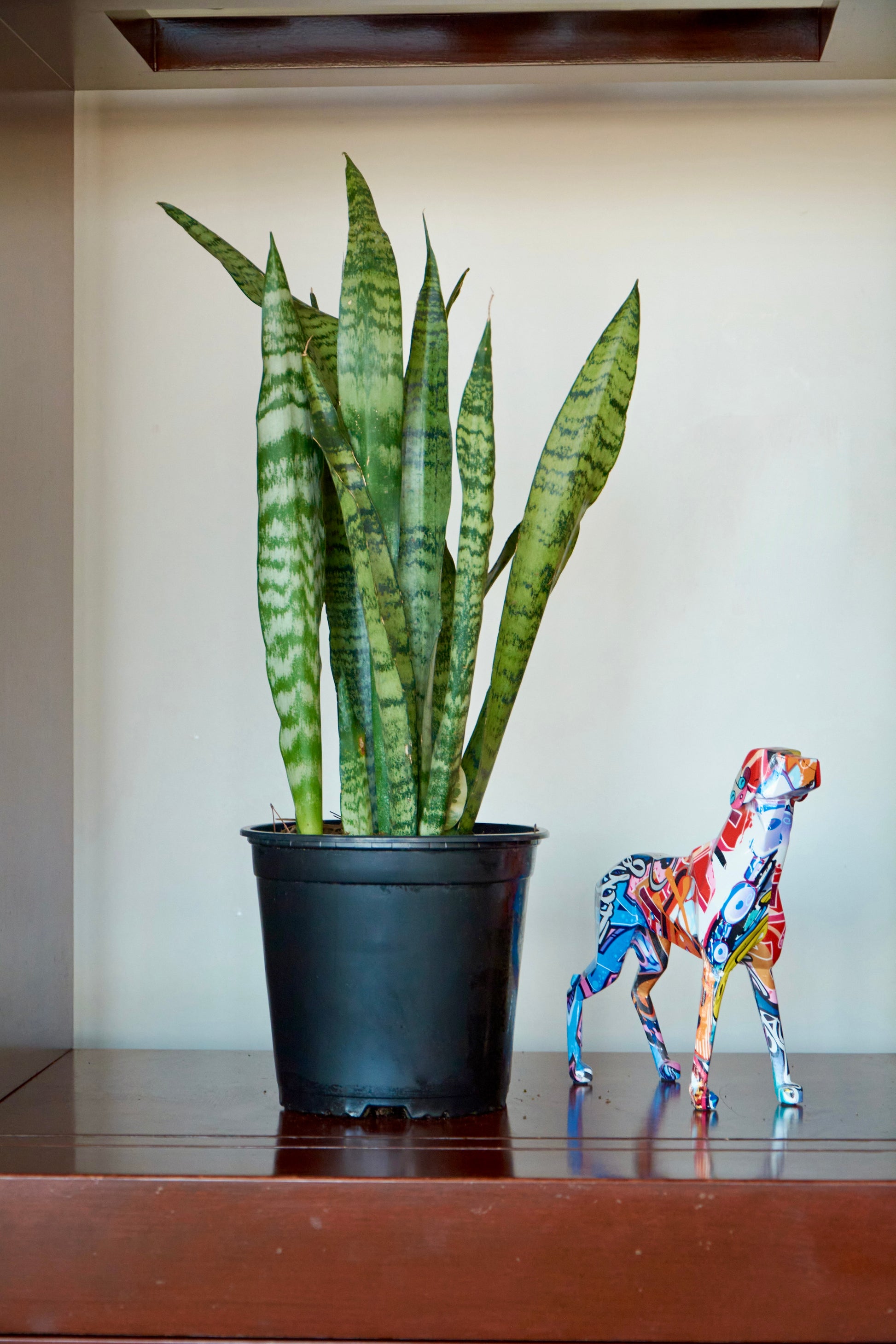 imagenes de planta sansevieria Sansevieria Zeylanica - Verde Resistente
