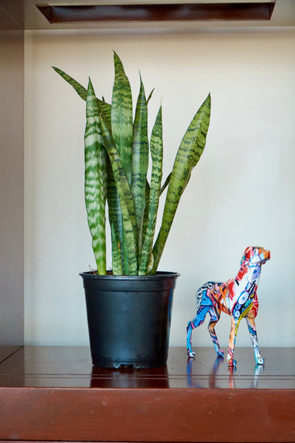 Sansevieria Zeylanica - Sansevieria Verde