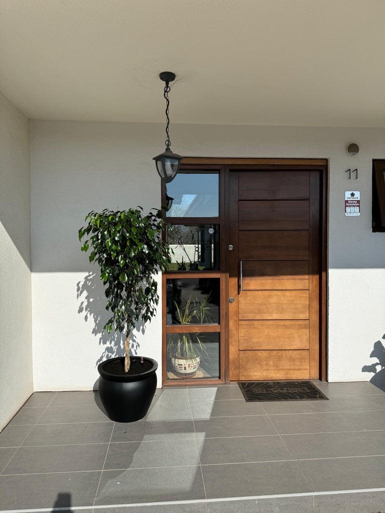 Ficus Benjamina Trenzado