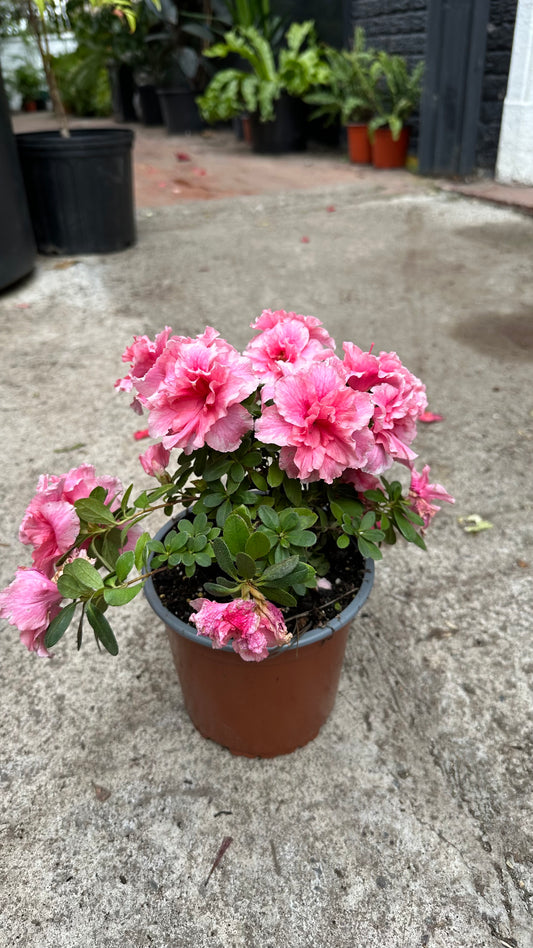 Azalea enana