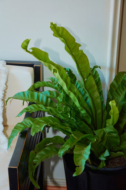 Helecho Asplenium Antiquum