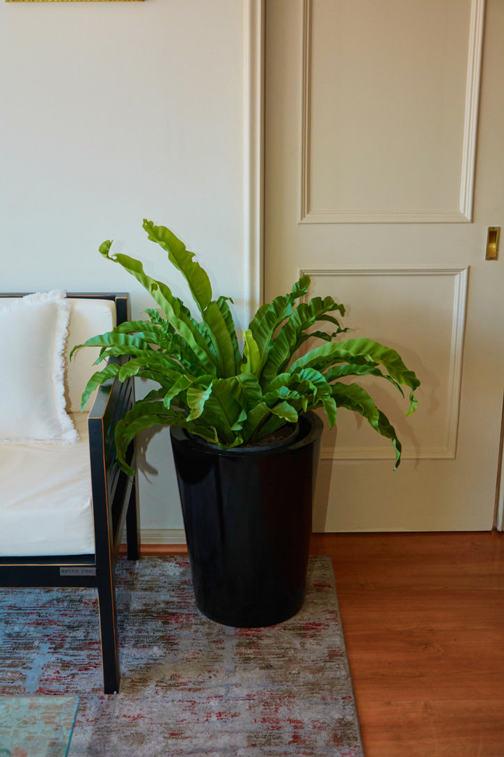 Helecho Asplenium Antiquum