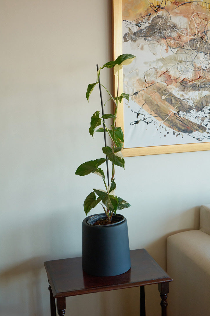 Syngonio Variegado