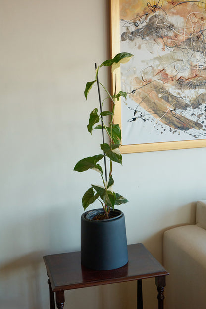 Syngonio Variegado