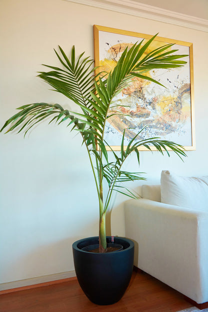 Kentia