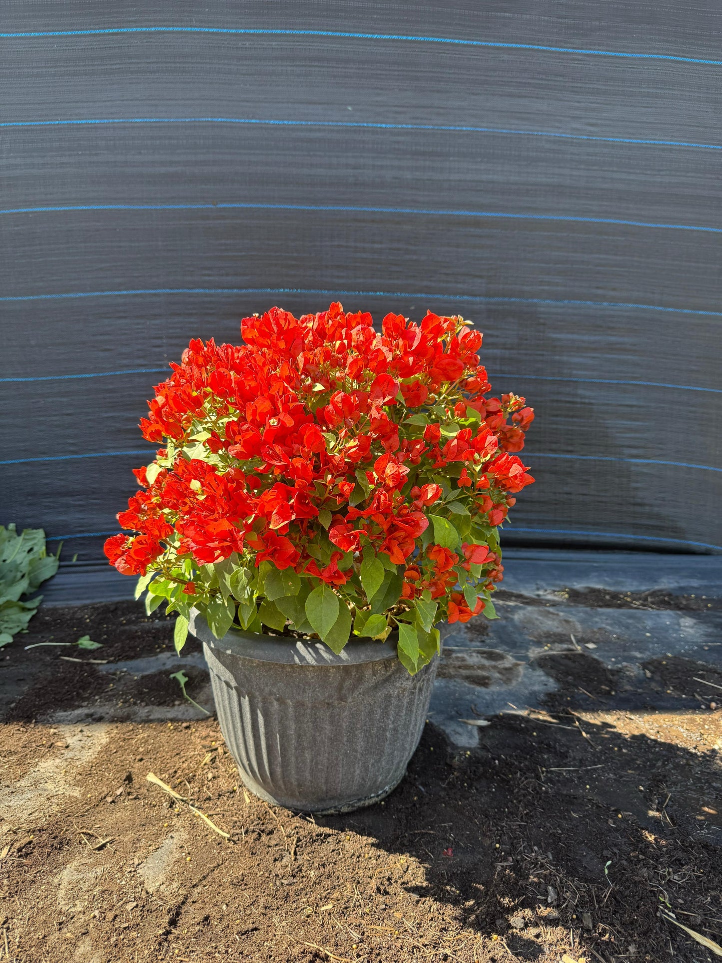 Bugambilia en Bolo Rojo