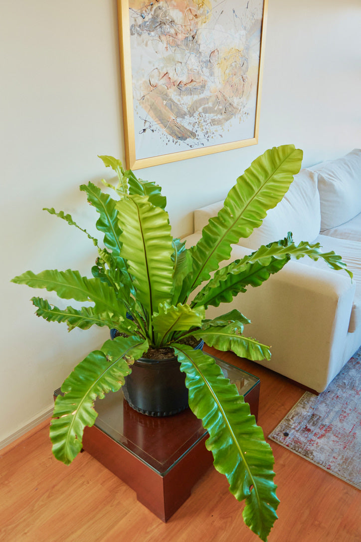 Helecho Asplenium Nidus