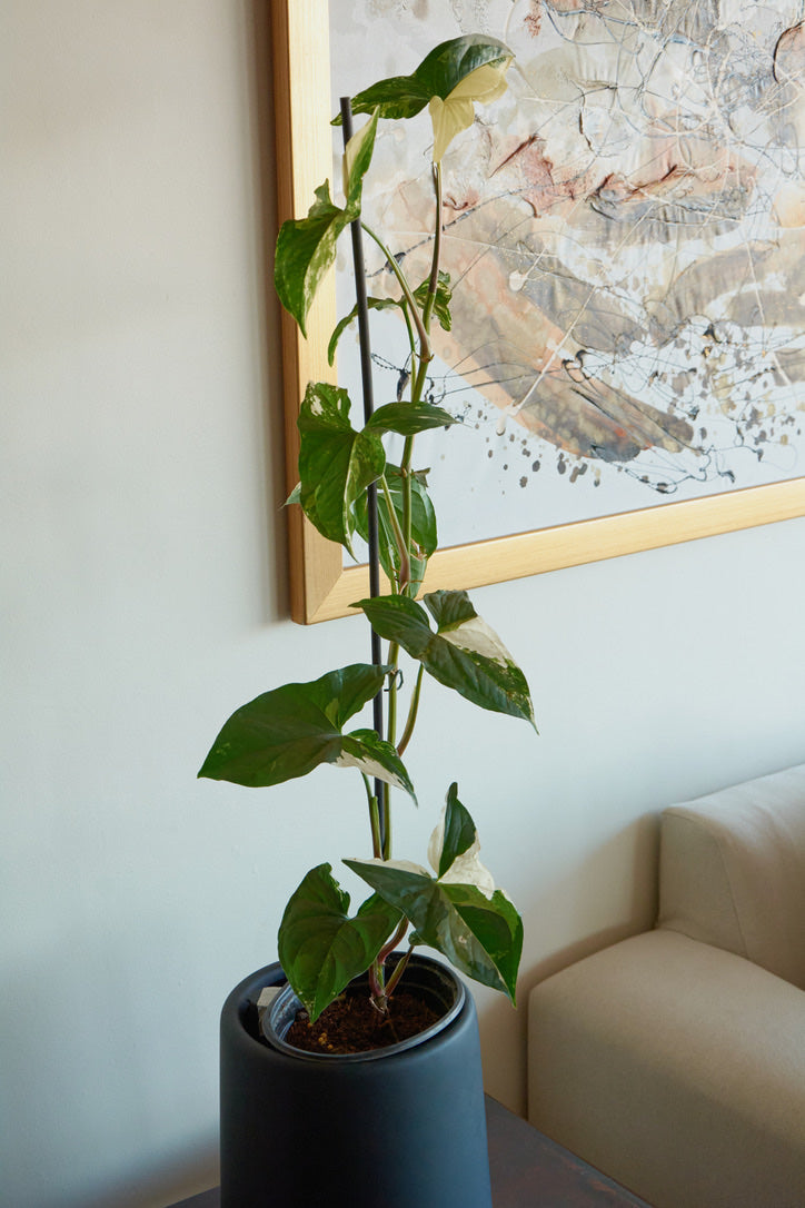 Syngonio Variegado