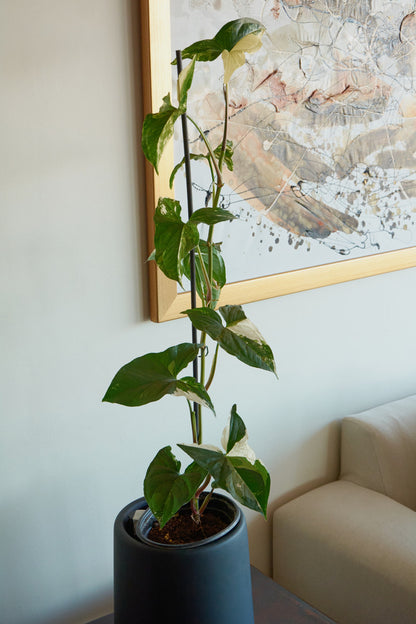 Syngonio Variegado