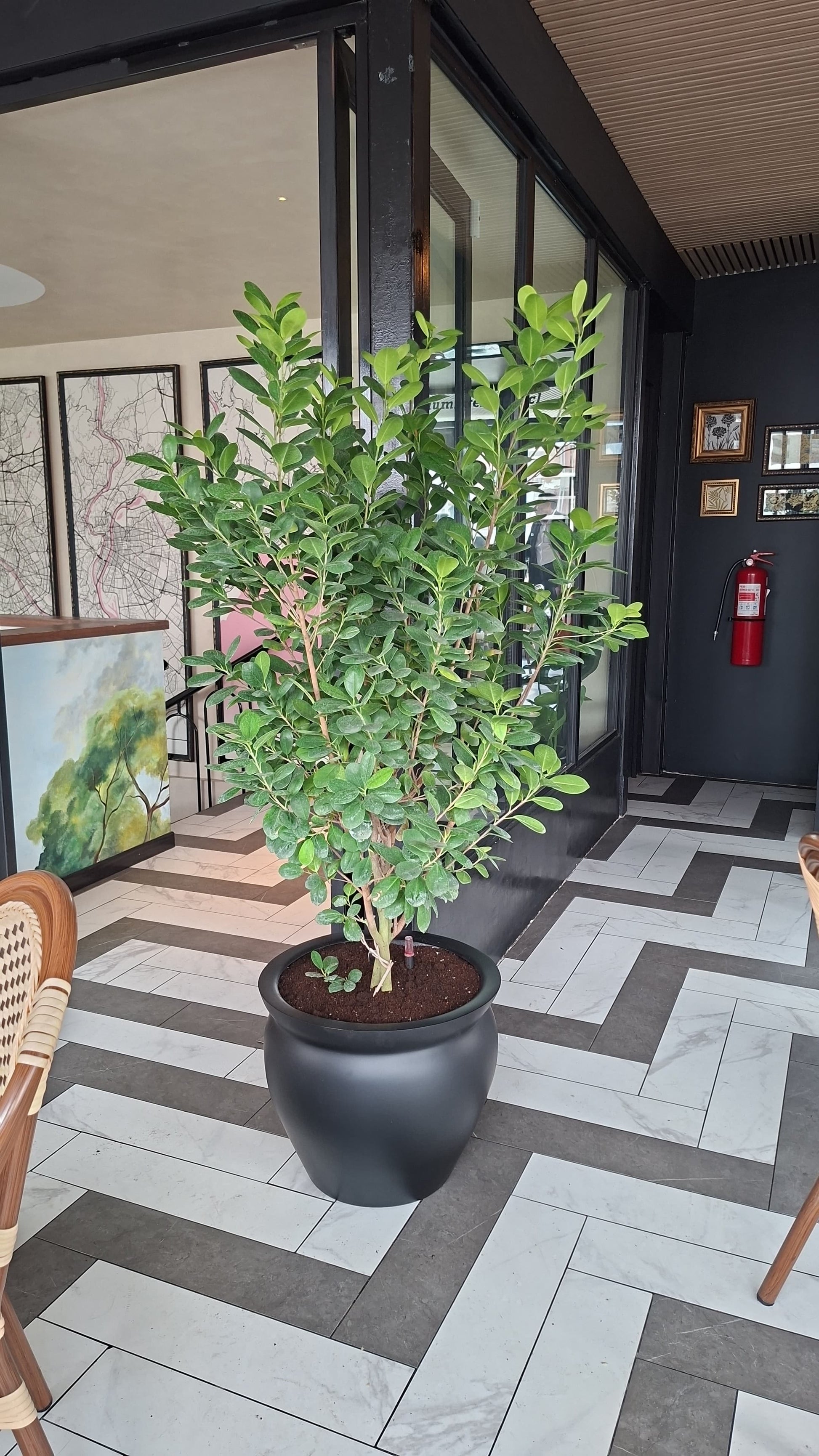 Ficus Moclame de copa redondeada y hojas verdes brillantes en macetero de interior