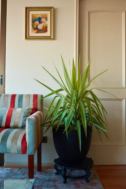 Yuca Variegada