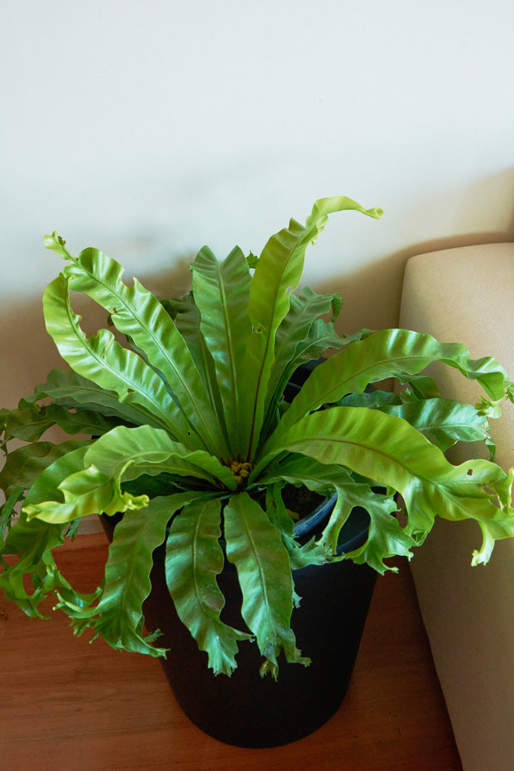 Helecho Manitos (Asplenium Napina Crease)