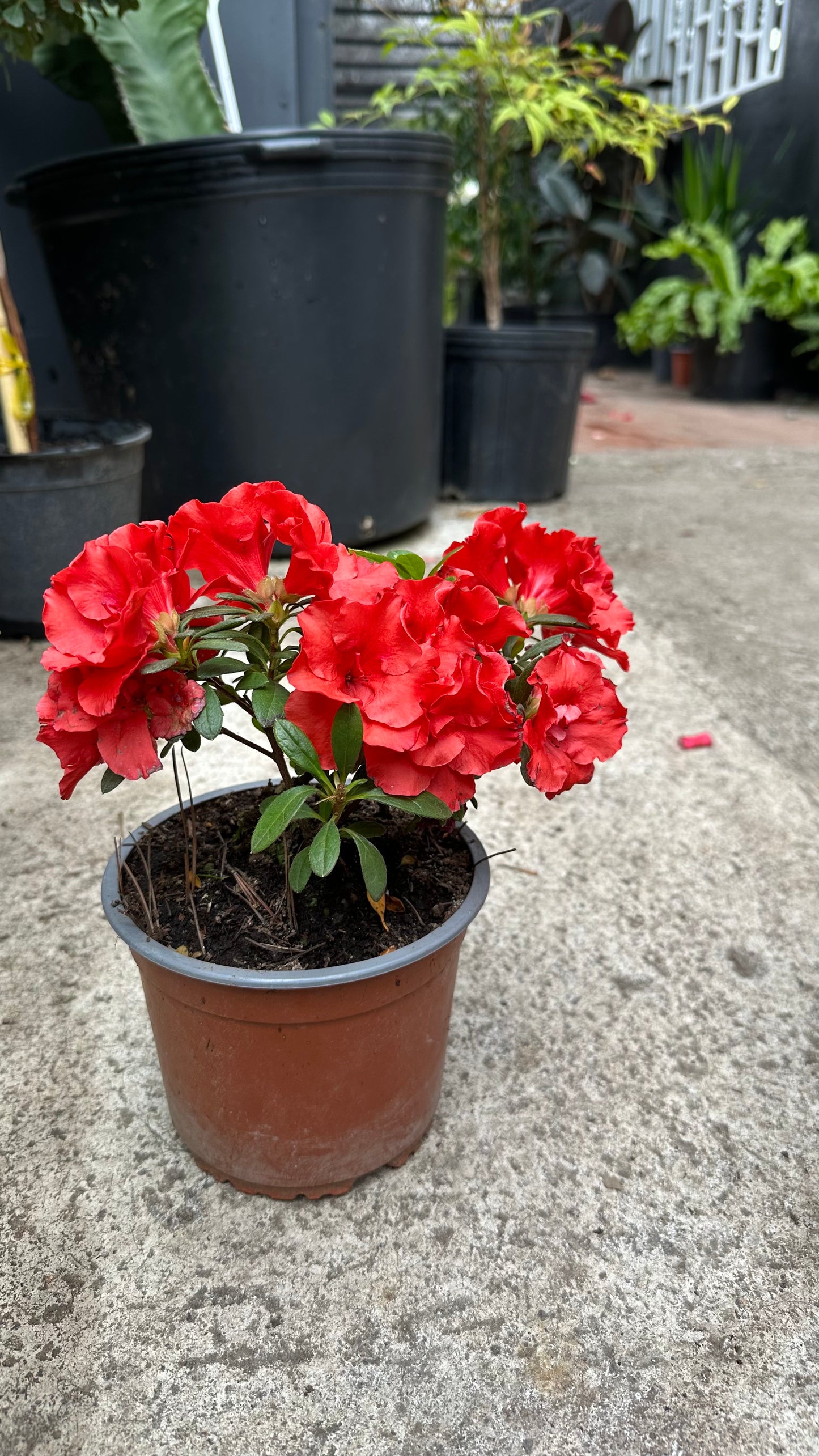 Azalea enana