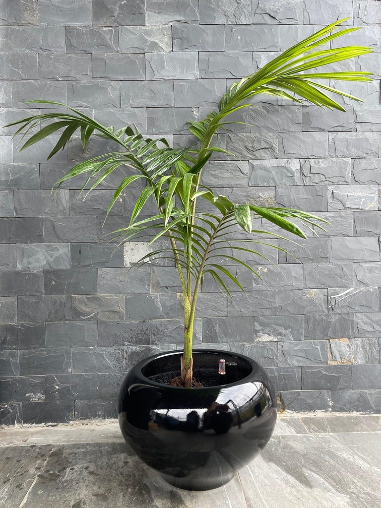 Kentia