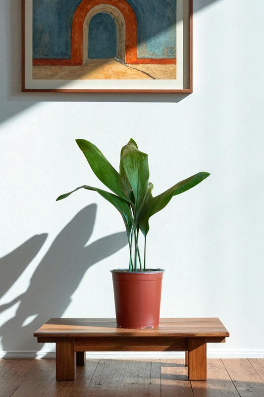 Aspidistra