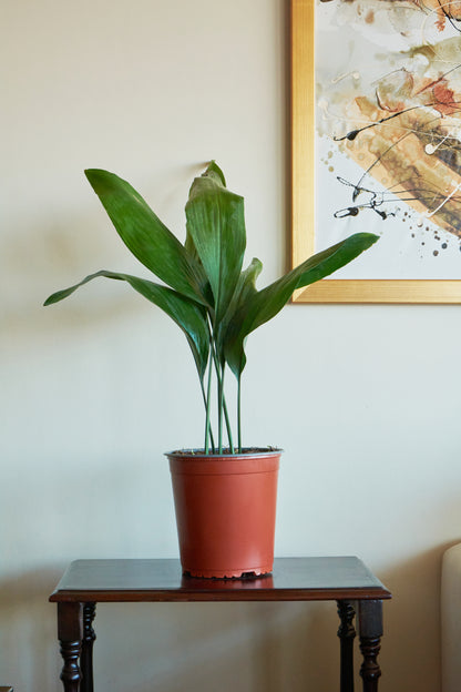 Aspidistra