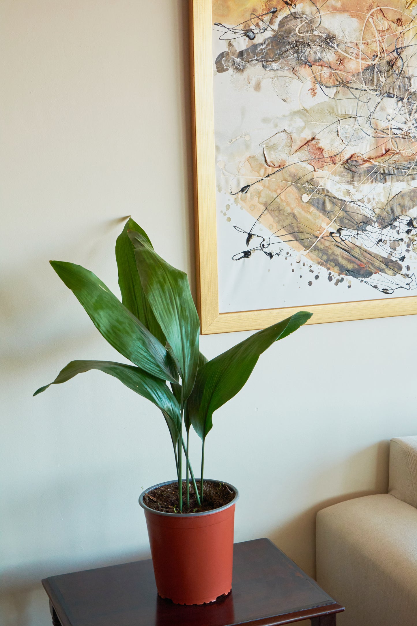 Aspidistra