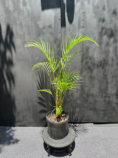 Palmera Areca