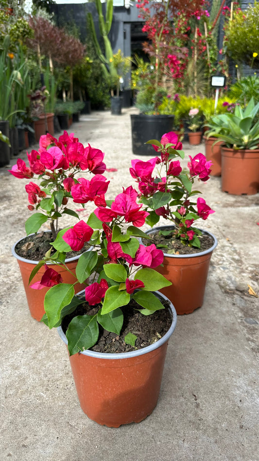 Buganvilia Fucsia (S)