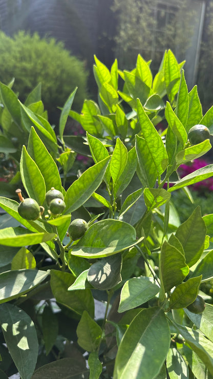 Naranjo Cara Cara (M)