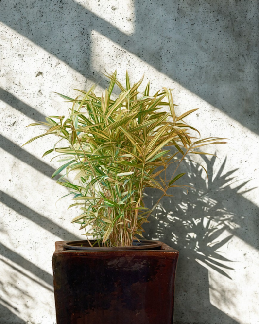 Bambú Variegado