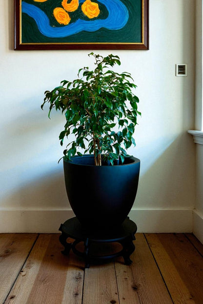 Ficus Benjamina