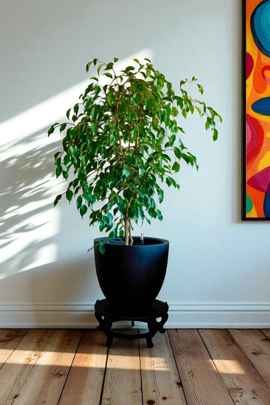 Ficus Benjamina