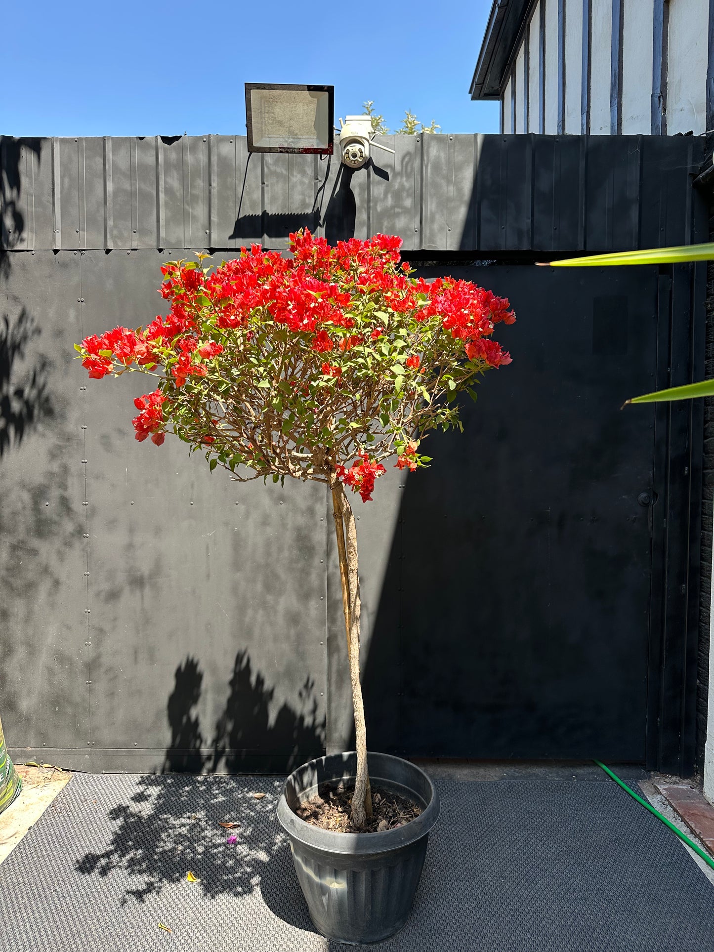 Bugambilia Pie Alto Roja