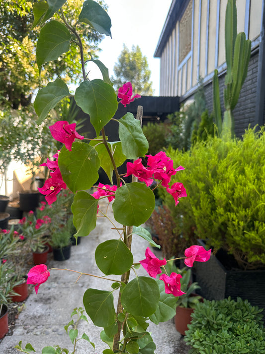 Bugambilia Enredadera