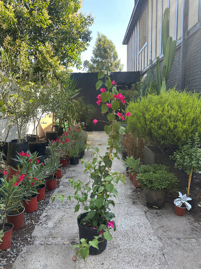 Bugambilia Enredadera