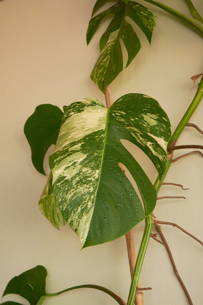 Monstera Variegada