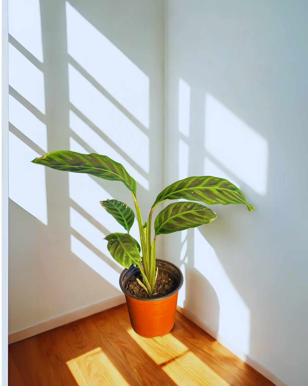 Calathea Zebrina